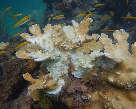 Vibrant coral reef with diverse marine life, illustrating record ocean heat impact on underwater ecosystems.